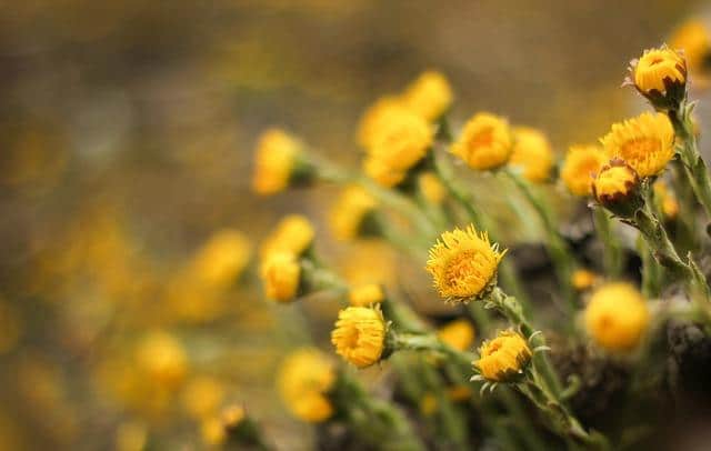 Chamomile vs viêm phế quản