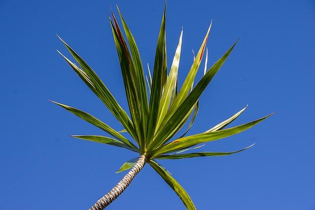 Photo de feuille de dracaena