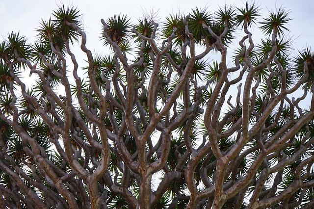 Dracaena à l'état sauvage