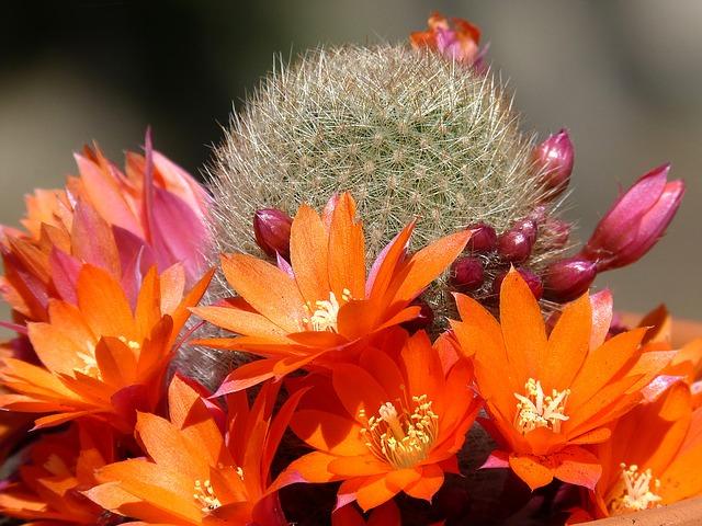 Cactus en fleurs