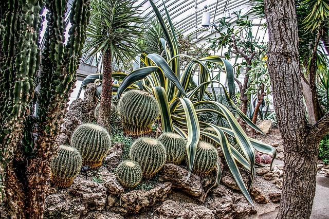 Round cacti