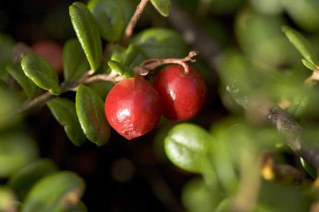 Lingonberry på en gren