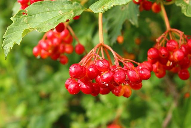 Massevis av viburnum på en busk