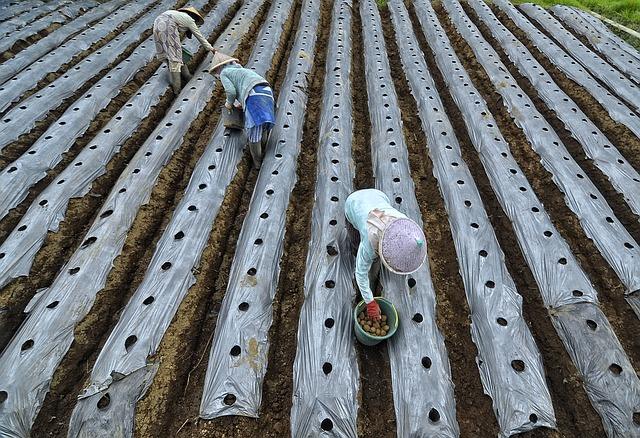 Hands planting potatoes