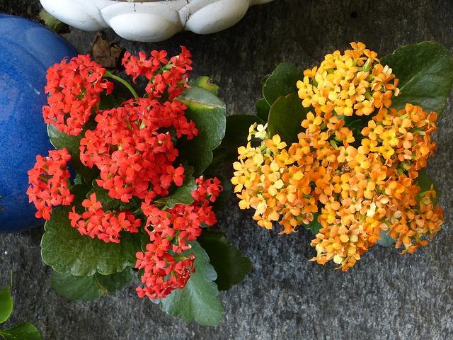 Fleurs Kalanchoe Jaunes et Rouges