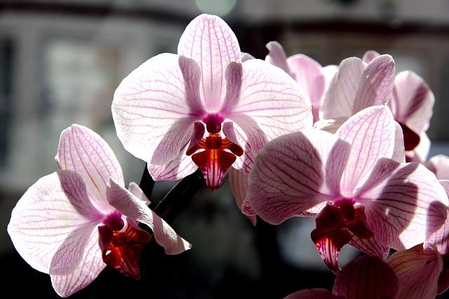 Store blomsterstander av phalaenopsis