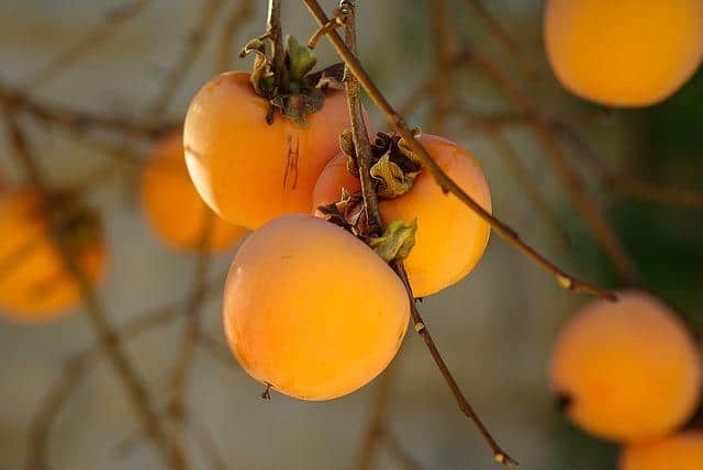 Persimmon på en gren