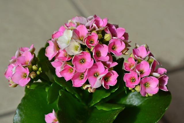 Rosa blomster på Kalanchoe