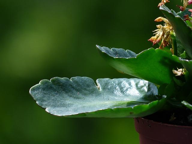 Grandes feuilles de Kalanchoe