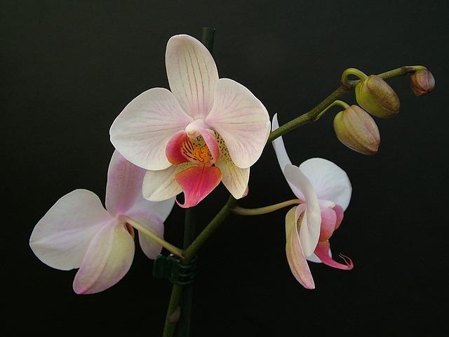 Inflorescences blanches chez le phalaenopsis