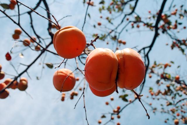 Baies mûres de kaki sur un arbre