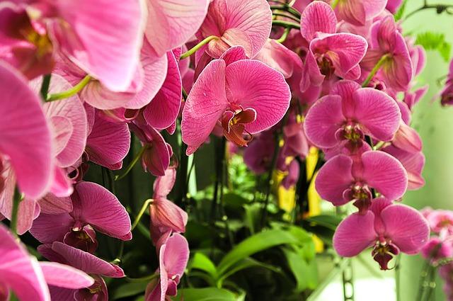 Petites fleurs à phalaenopsis