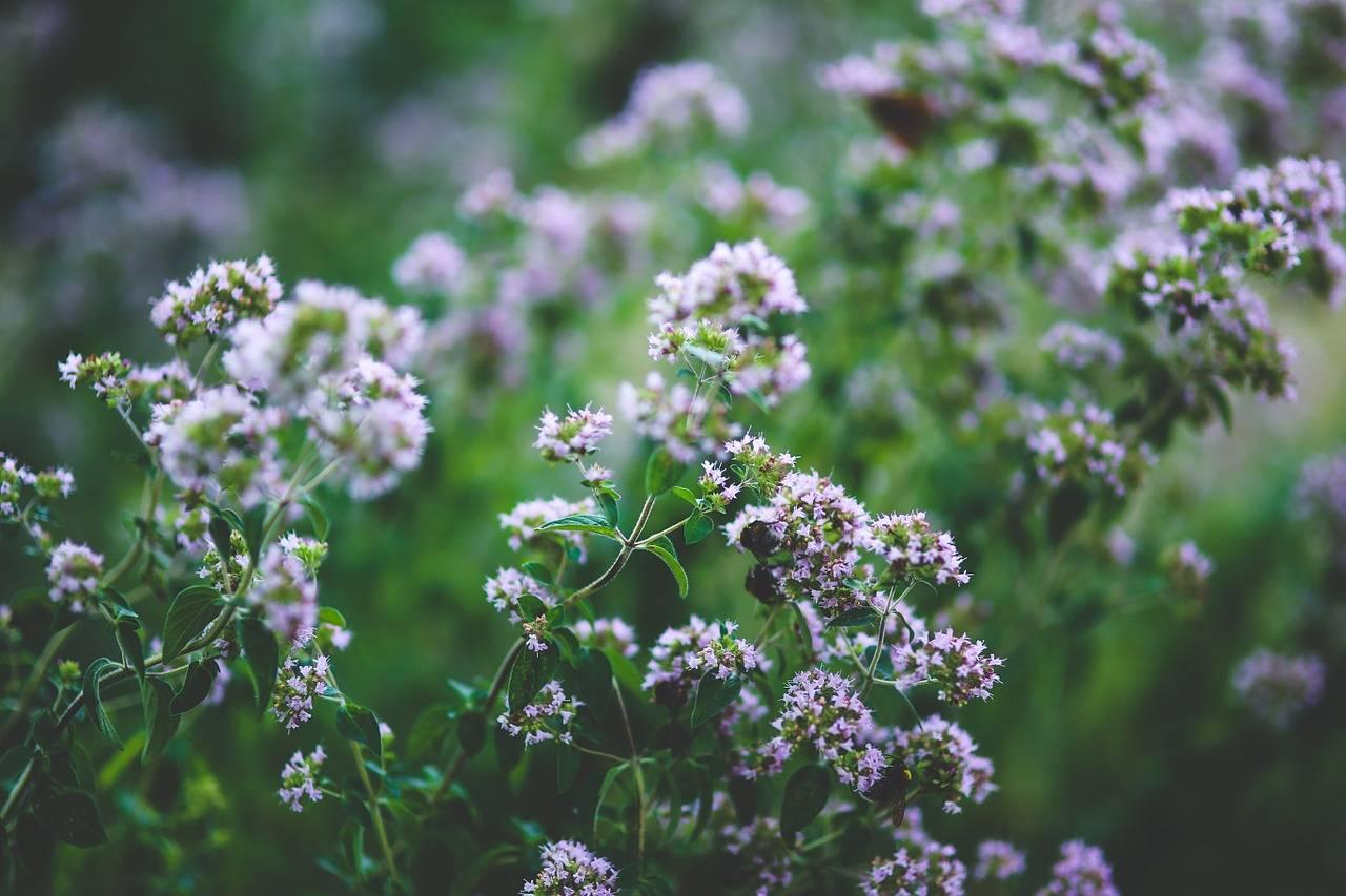 Cỏ Oregano