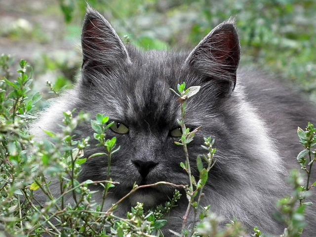 Beautiful gray cat