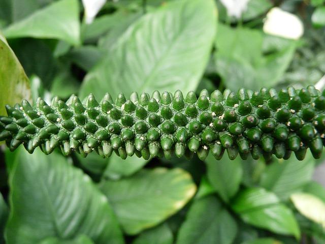 Spathiphyllum blomsterstand blir ikke hvit