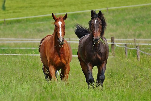 Beaux chevaux