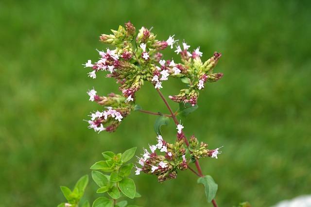 Blomsterstander i oregano