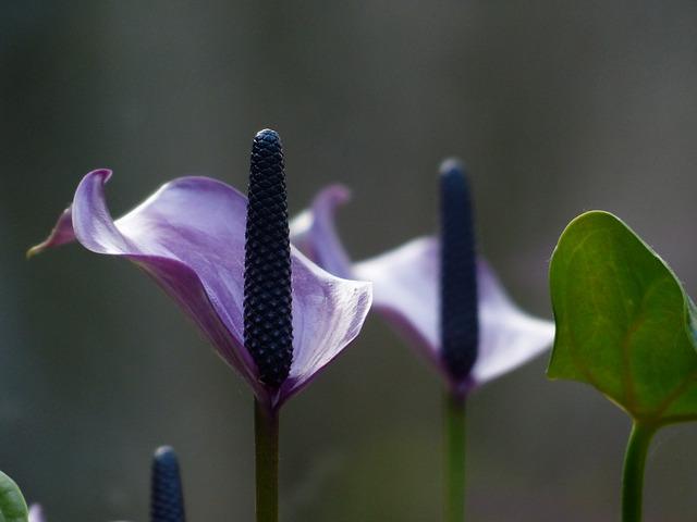 Fialové kvetenstvo spathiphyllum