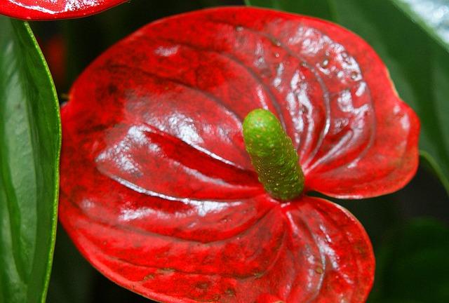 Flekker på blomsterløk i anthurium