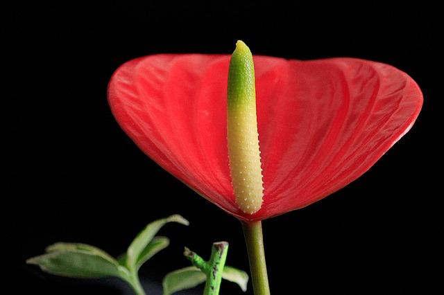 Rødt anthurium