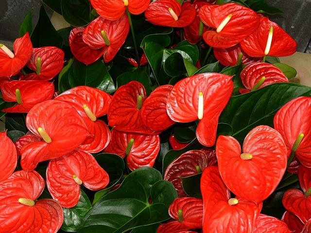 Photo d'inflorescences d'Anthurium