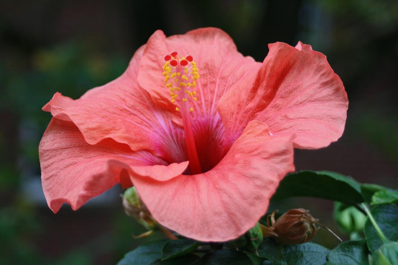 Fotografija cvijeta hibiskusa