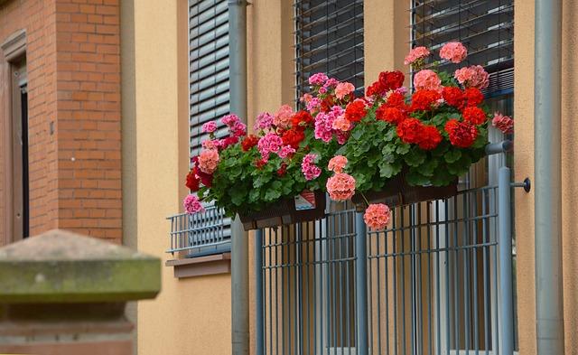 Home geranium on the balcony