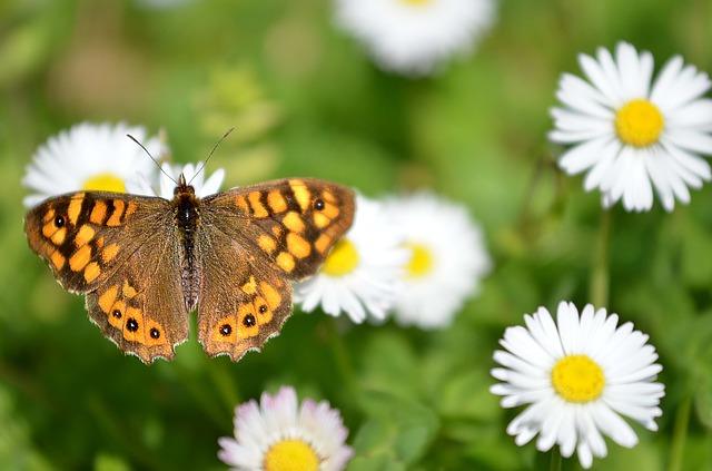 Papillon sur une camomille