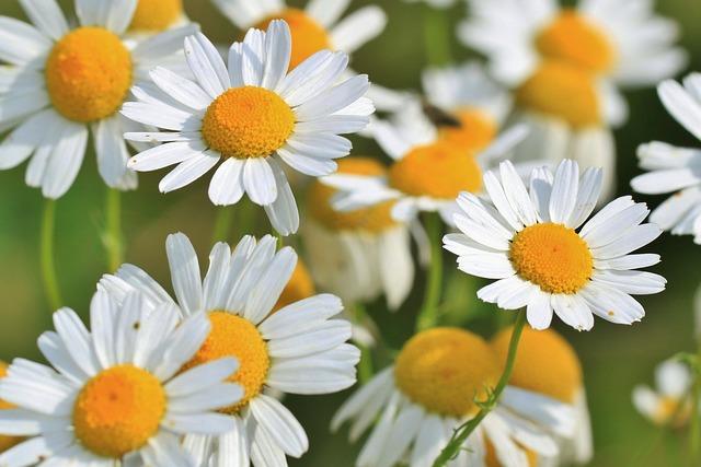 Photo of meadow chamomile