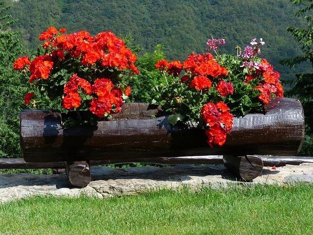 Pelargonium dans la rue