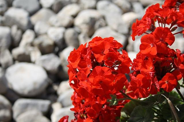 Red geranium