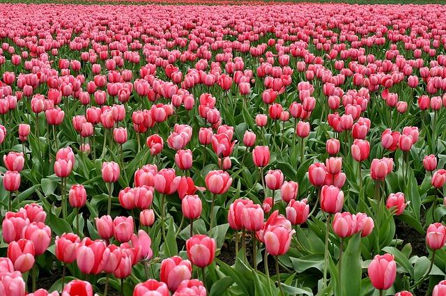 Champ de tulipes