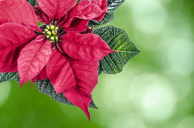 Inflorescence de poinsettia rose