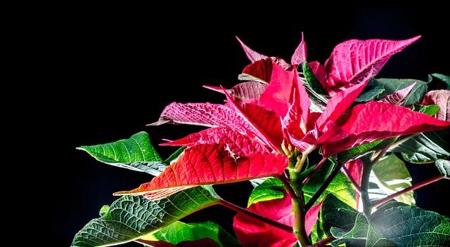 Poinsettia en fleurs