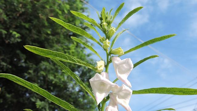 Plante de sésame en fleurs