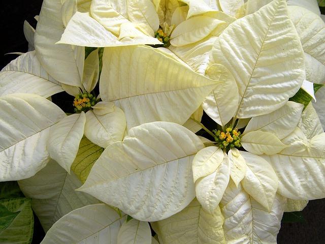 Photo d'un poinsettia blanc