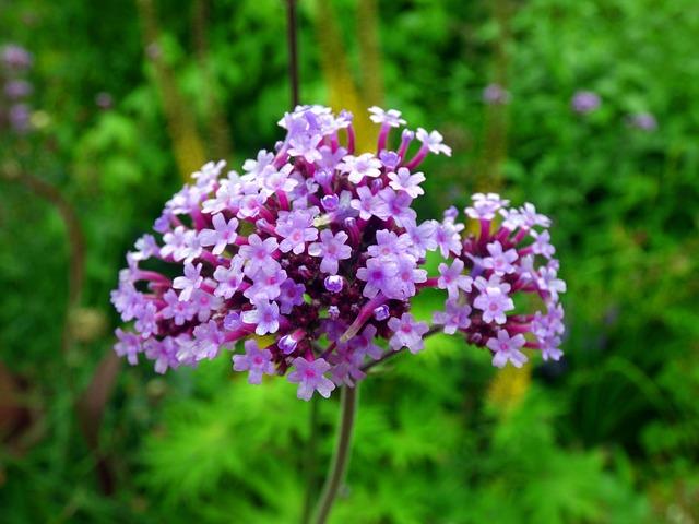 Photo Yarrow argentinsk