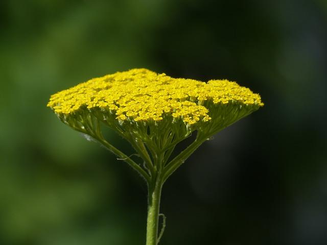 Yarrow