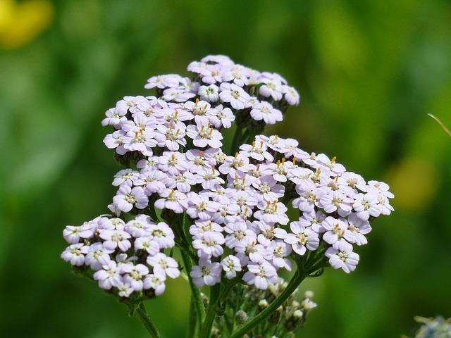 Inflorescence de grande achillée