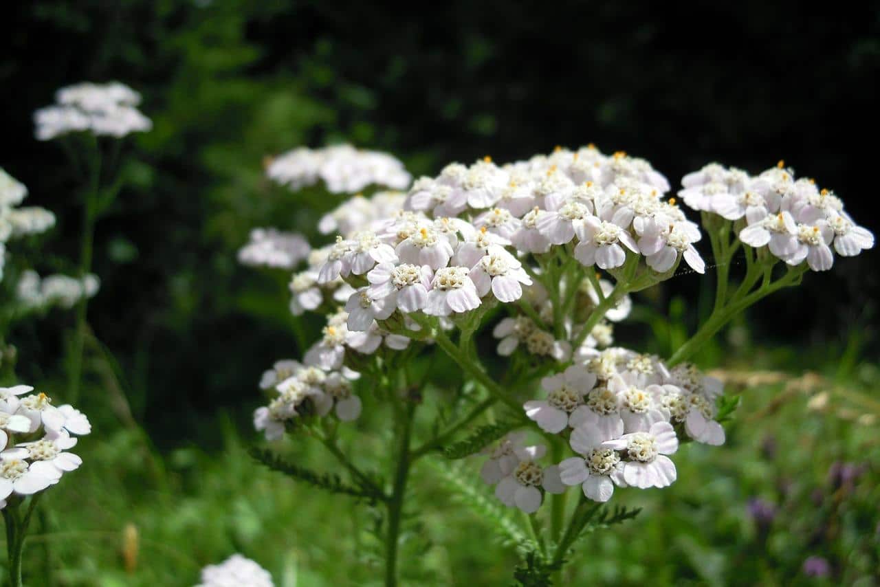 Photo inflorescences of yarrow