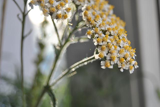 Faded yarrow