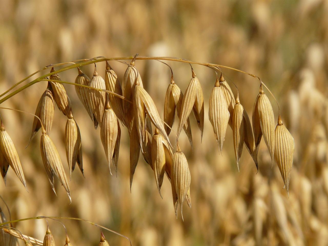 How to make kvass from oats