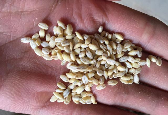 Photo of pearl barley in the palm