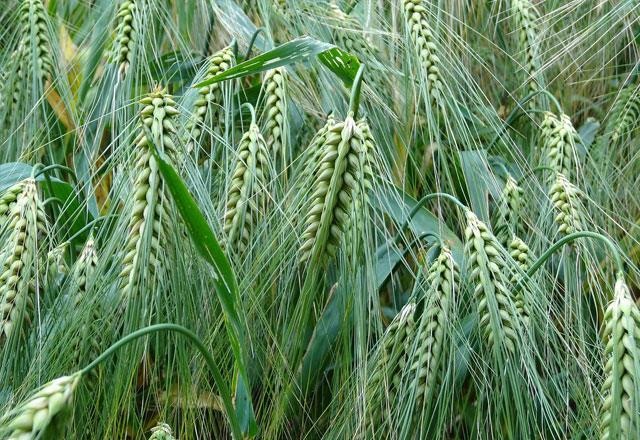 Green ears of barley