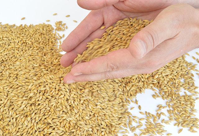 Grains d'orge dans les mains