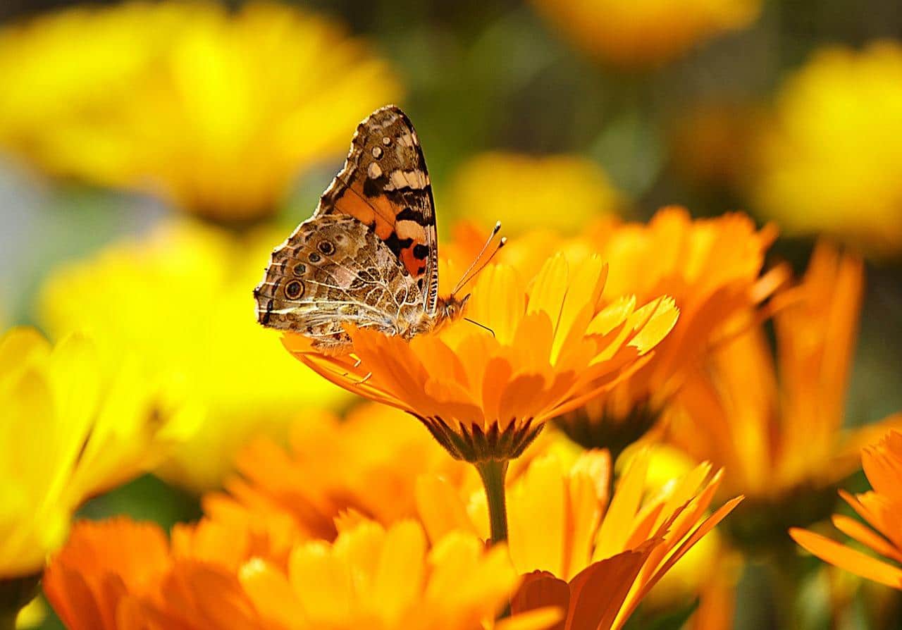 Propriétés utiles et contre-indications de calendula