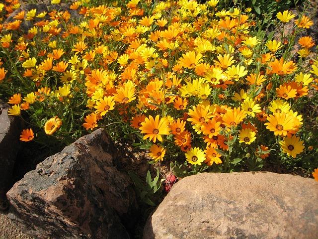 Foto av ringblomster i naturen