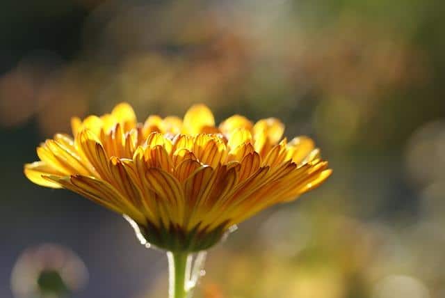 Foto av en vakker kalendulablomst