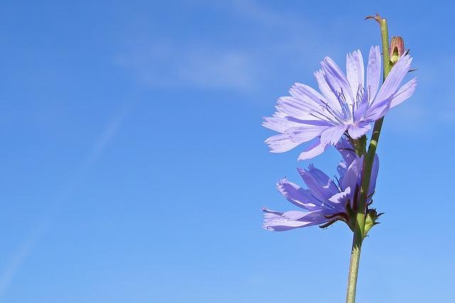 Beautiful chicory flower