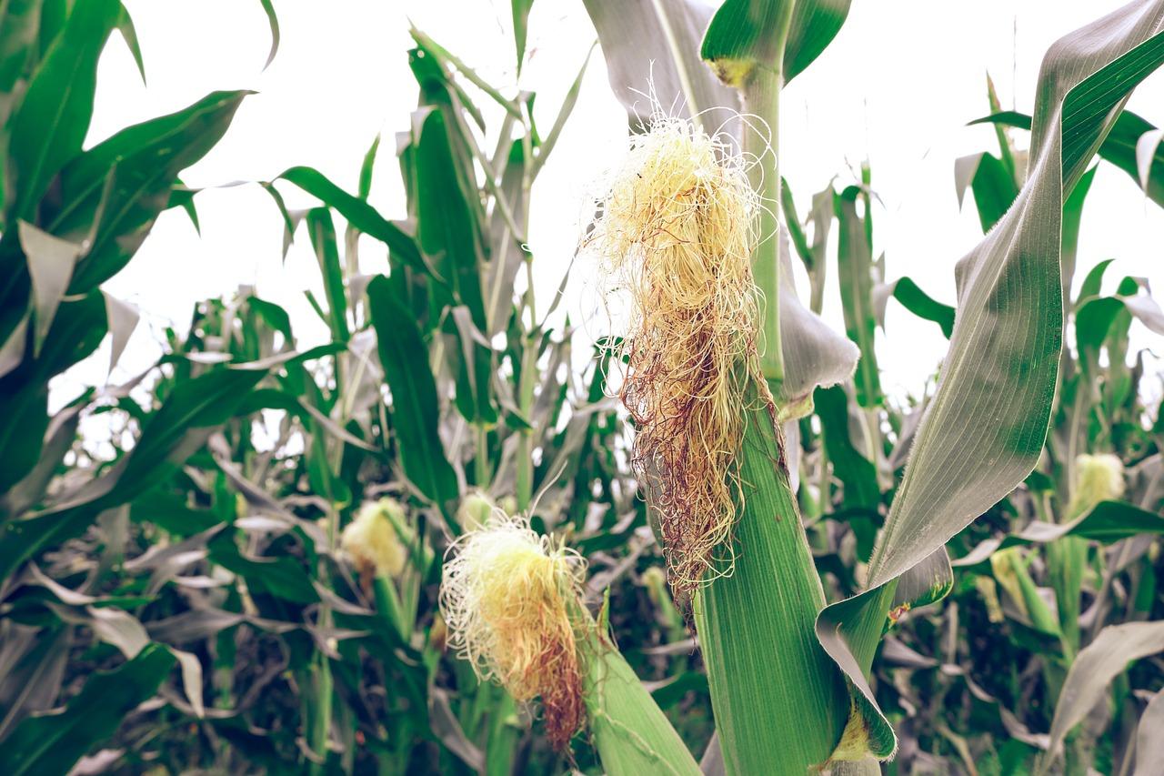 Corn stigmas medicinal properties and contraindications